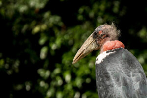 Grey Crowned Crane